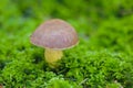Mushroom Royalty Free Stock Photo