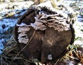 Mushroom frost snow harmful mushroom tinder fungus hymenophore: tubular