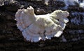 Mushroom frost snow harmful mushroom tinder fungus hymenophore: tubular