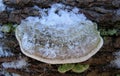 Mushroom frost snow harmful mushroom tinder fungus hymenophore: tubular Royalty Free Stock Photo