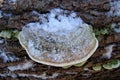 Mushroom frost snow harmful mushroom tinder fungus hymenophore: tubular Royalty Free Stock Photo