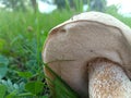 Mushroom Fungi Botany Plants Image