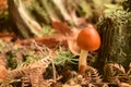Mushroom fungi on forest floor