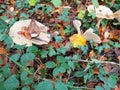 Mushroom fungi forest floor woods leaflitter ivy autumn leaves Royalty Free Stock Photo