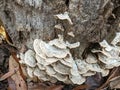 Mushroom fungi growing on a dead tree bark