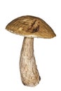 Mushroom fungi isolated on a white background