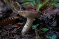 Mushroom.Fungi