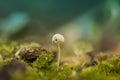 Mushroom fungi small light sweet