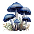 Mushroom Fungi Toadstools Nature Botanical Illustration Clipart