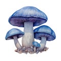 Mushroom Fungi Toadstools Nature Botanical Illustration Clipart