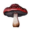 Mushroom Fungi Toadstools Nature Botanical Illustration Clipart