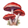 Mushroom Fungi Toadstools Nature Botanical Illustration Clipart