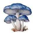 Mushroom Fungi Toadstools Nature Botanical Illustration Clipart