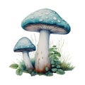 Mushroom Fungi Toadstools Nature Botanical Illustration Clipart