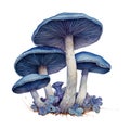 Mushroom Fungi Toadstools Nature Botanical Illustration Clipart