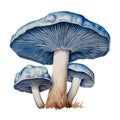 Mushroom Fungi Toadstools Nature Botanical Illustration Clipart