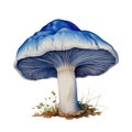Mushroom Fungi Toadstools Nature Botanical Illustration Clipart