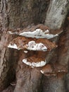 Mushroom Fungus growing on tree trunk