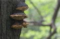 Mushroom Fungus Growth on the Tree Stem