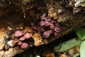 Mushroom Fungus on rotting log Royalty Free Stock Photo