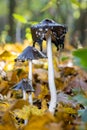 Mushroom, Fungus Royalty Free Stock Photo