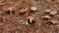 Mushroom garden