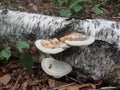 Mushroom in the garden at Heusenstamm in Germany