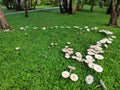 Mushroom garden