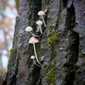 Mushroom of the genus Mycena on a dead tree trunk Royalty Free Stock Photo