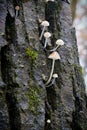 Mushroom of the genus Mycena on a dead tree trunk Royalty Free Stock Photo