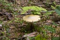 Mushroom from german forest. Megacollybia Platyphylla. edible mushroom grows in the autumn forest