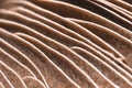 Mushroom Gills Royalty Free Stock Photo