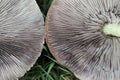 Mushroom gills