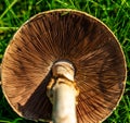 Mushroom gills close up Royalty Free Stock Photo