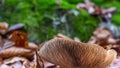 Mushroom gills closeup autmn forest Royalty Free Stock Photo
