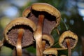Mushroom Gills, Stems & Caps