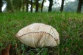 Mushroom gills Royalty Free Stock Photo