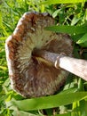 Mushroom Gills Royalty Free Stock Photo
