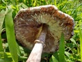 Mushroom Gills Royalty Free Stock Photo