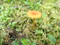 Golden Mushroom on Green Moss4 Royalty Free Stock Photo
