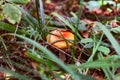 Mushroom in grass of autumn forest