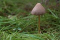 Mushroom grass forest hat green nature Royalty Free Stock Photo