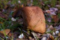 Mushroom grass forest hat green nature Royalty Free Stock Photo