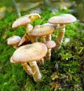 Mushroom, grass and grow on soil in earth for garden in environment. Fungus, poison and food in outdoor for ground in Royalty Free Stock Photo