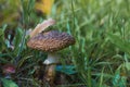 Mushroom among grass Royalty Free Stock Photo