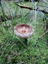 Mushroom between grass Royalty Free Stock Photo