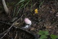 Mushroom among grass and twigs