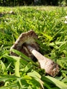 Mushroom in Grass