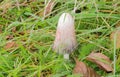 Mushroom in grass