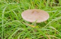 Mushroom in grass Royalty Free Stock Photo